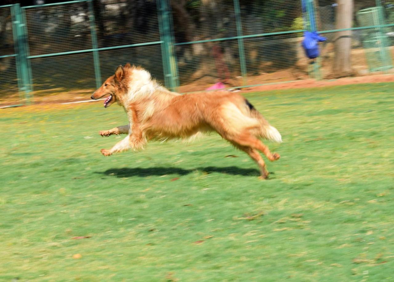 Manas Resort With Petting Zoo, Igatpuri Eksteriør bilde